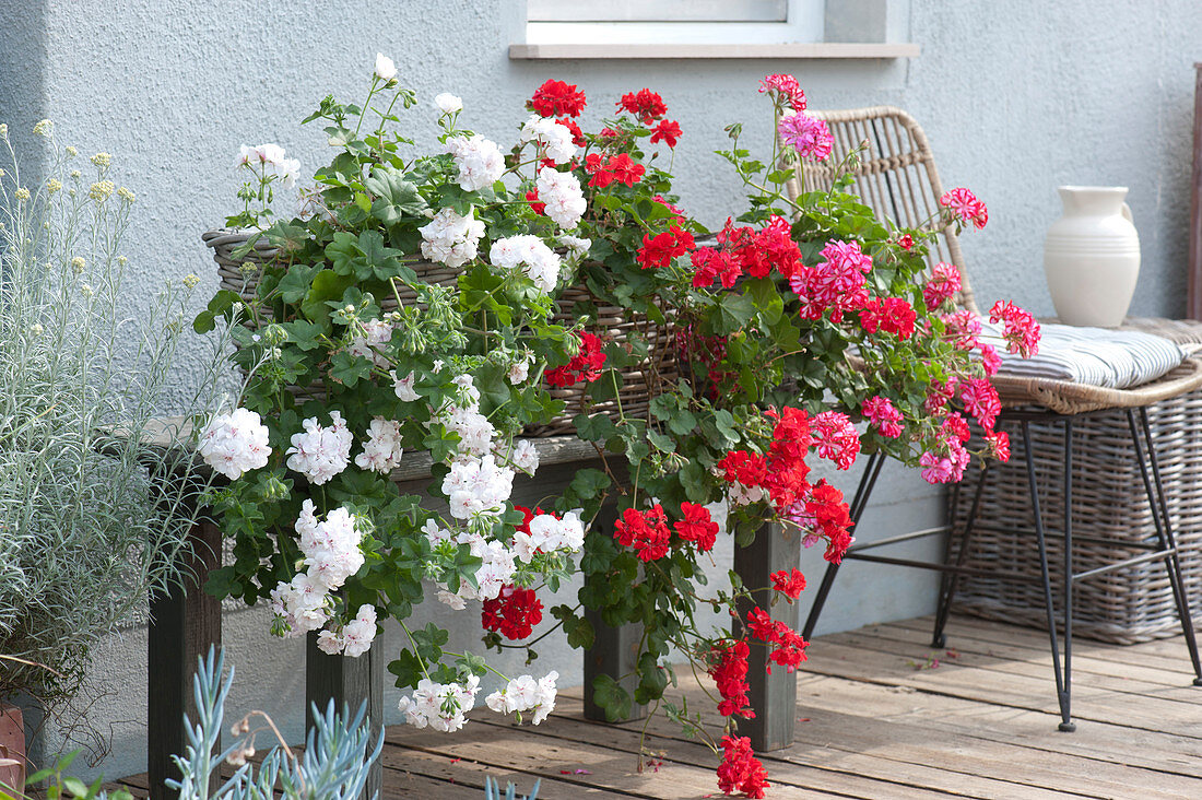 Baskets Of Hanging Geraniums In Red And White