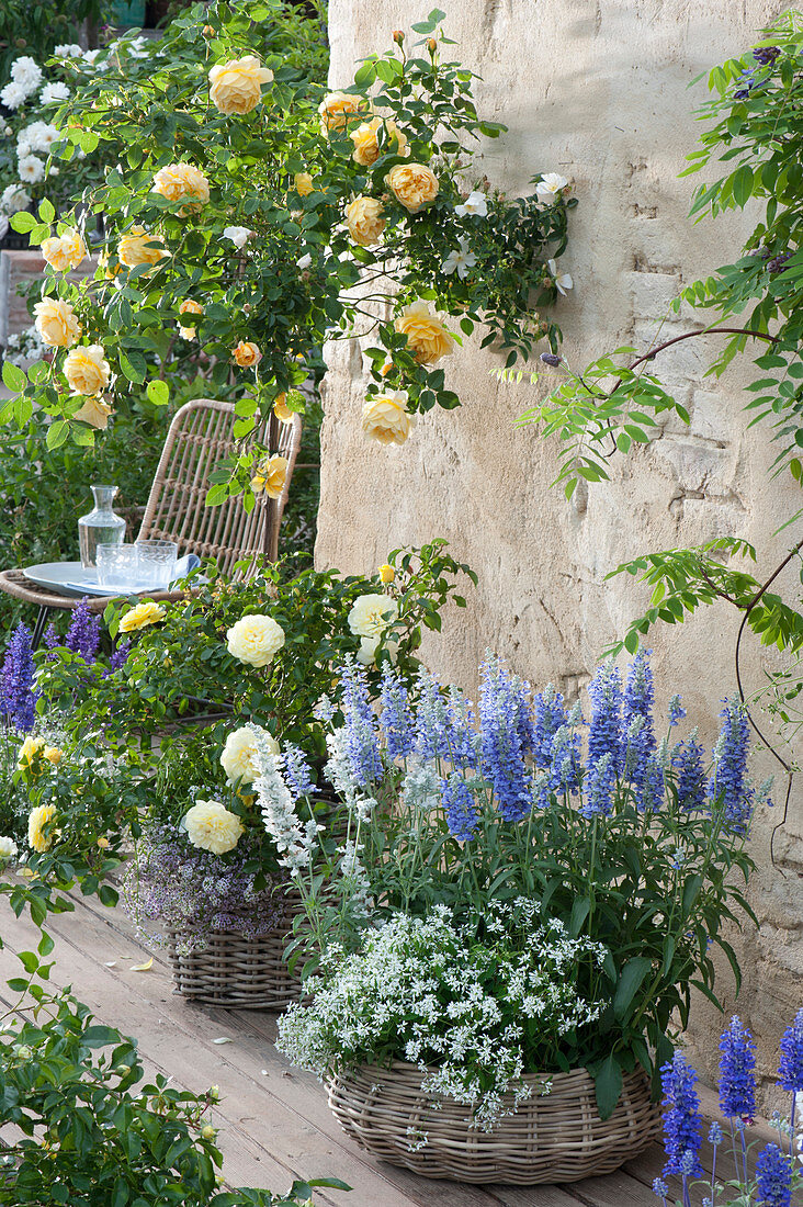 Terrace with rose stem and mealy sage