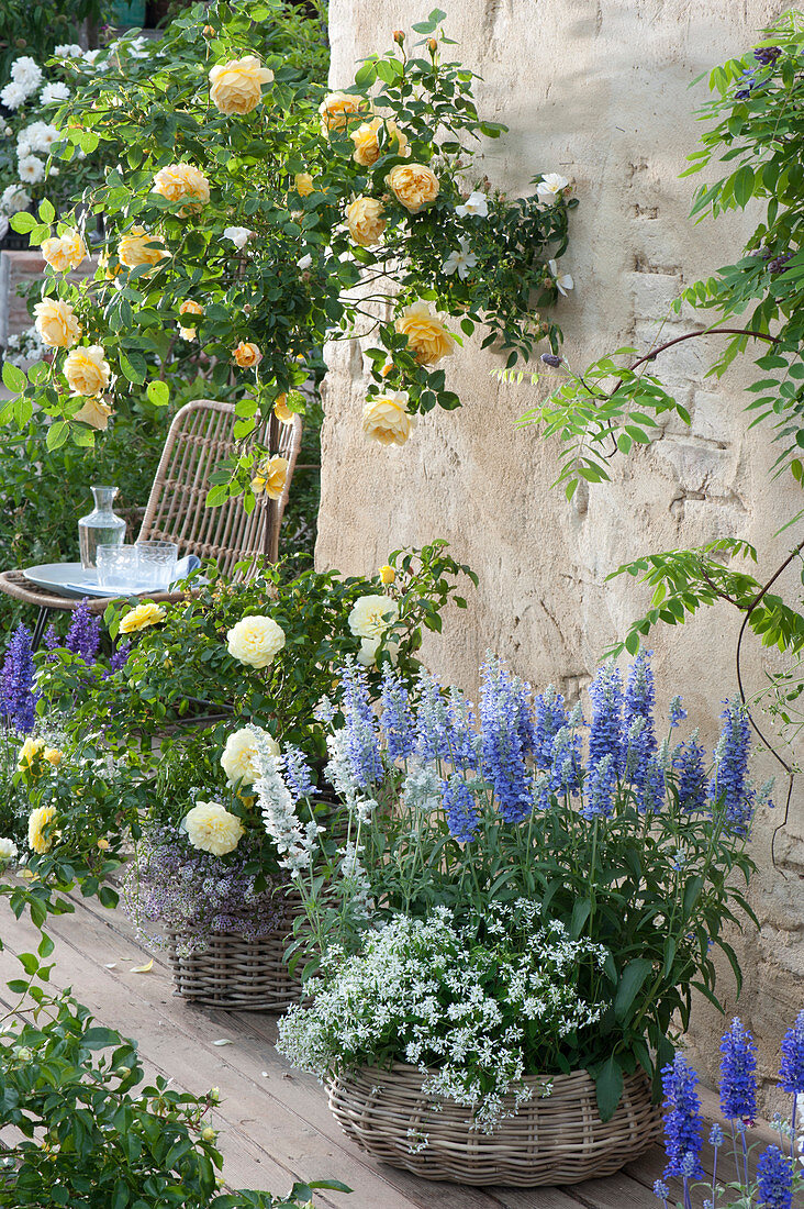 Terrasse mit Rosenstamm und Mehlsalbei