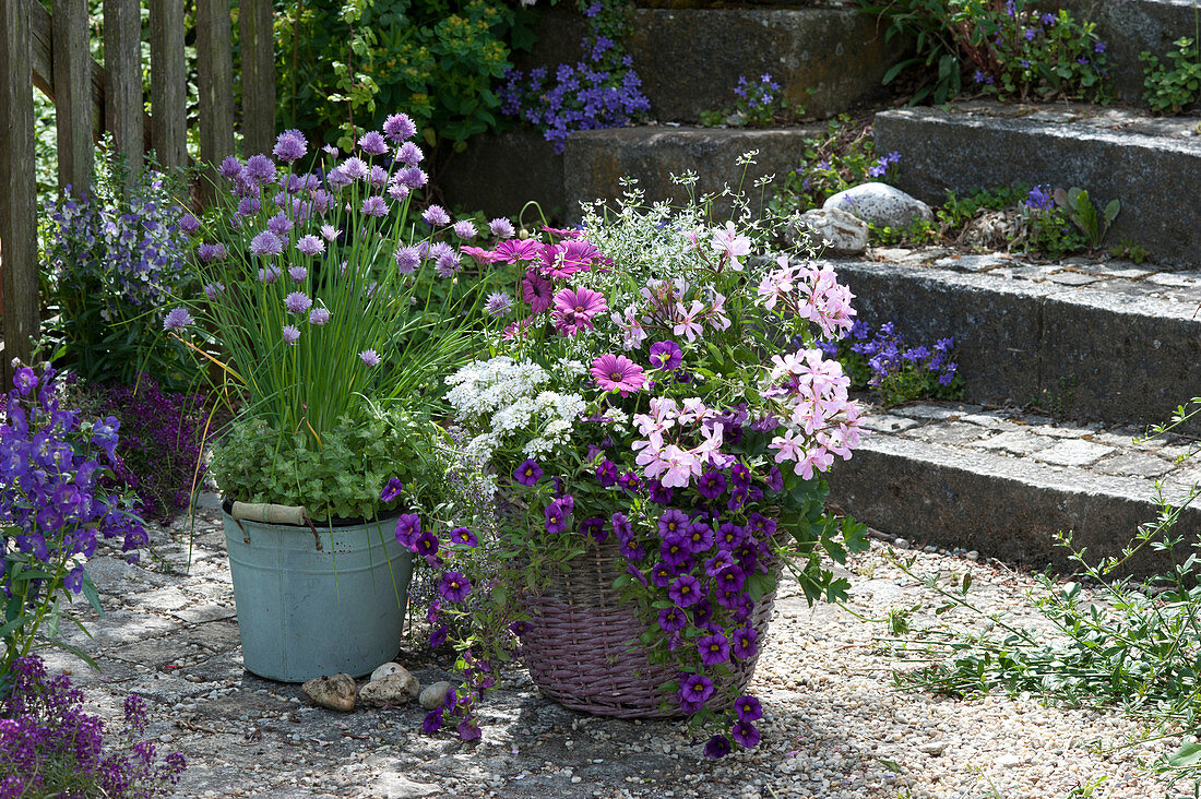 Arrangement of balcony flowers and blooming chives
