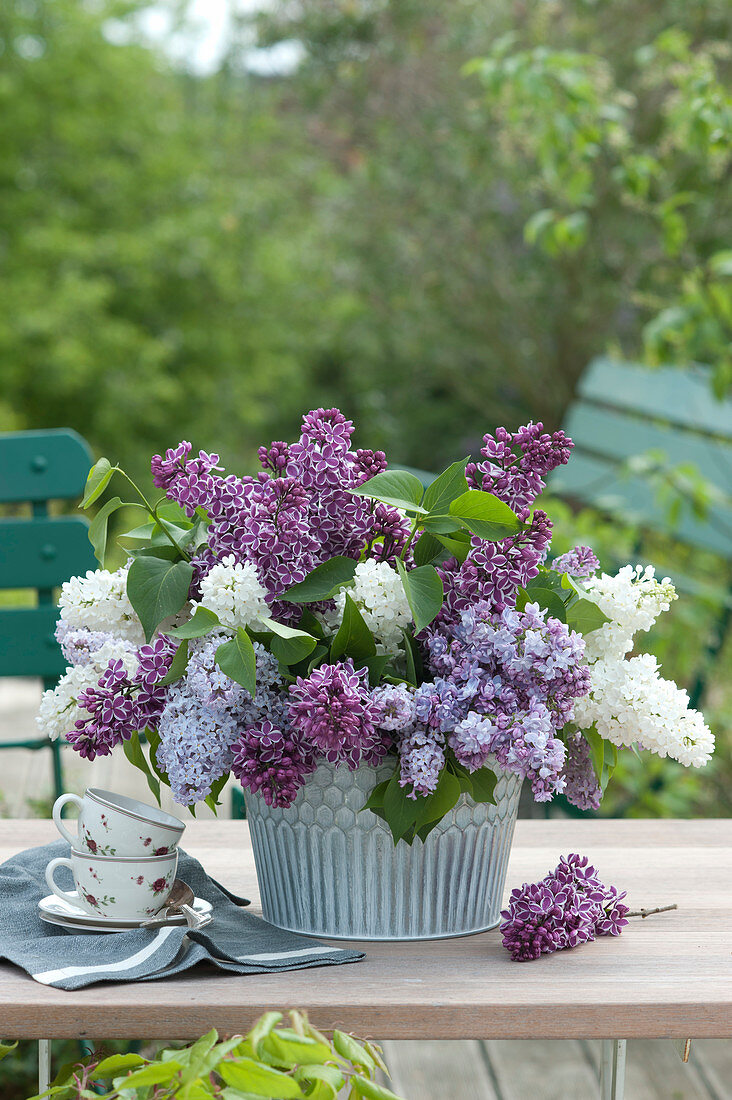 Arrangement Of Lilac In Different Colors