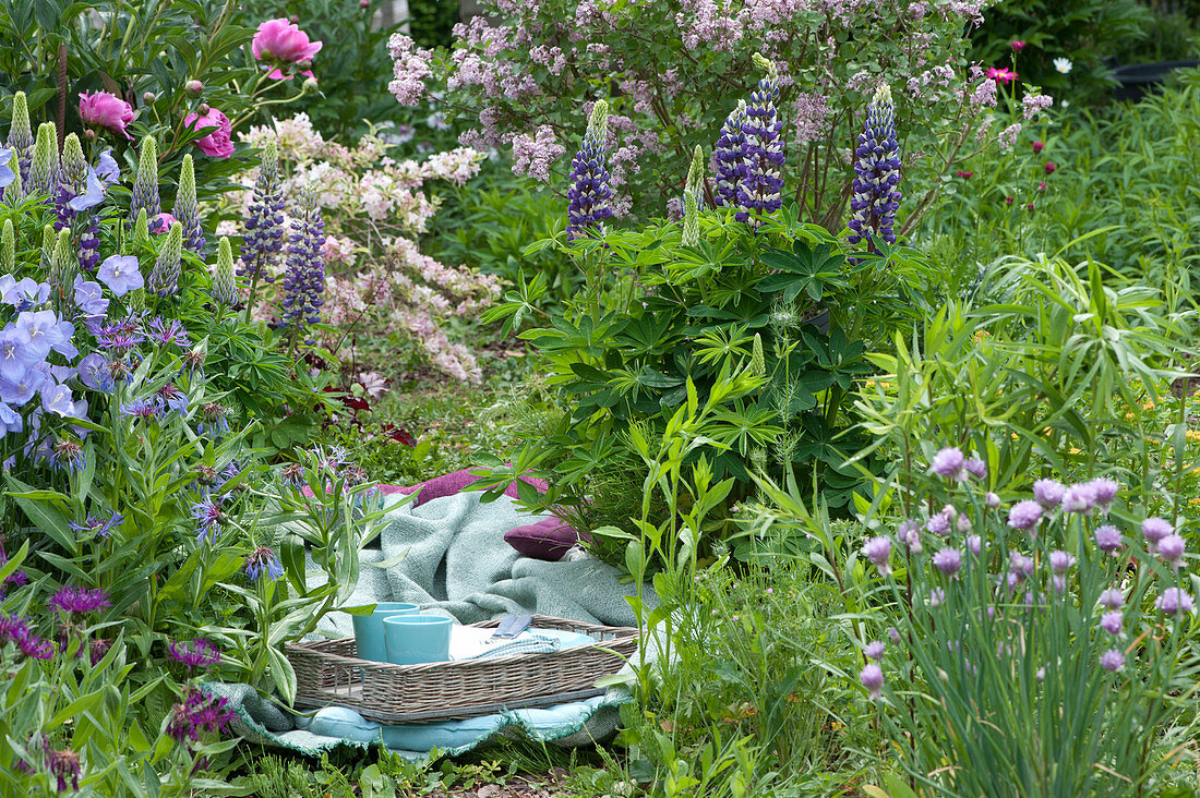 Delicious Picnic - Space Between Flowering Perennials