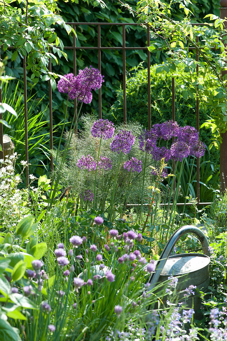 Flowering Ornamental 'globemaster' At The Garden Fence