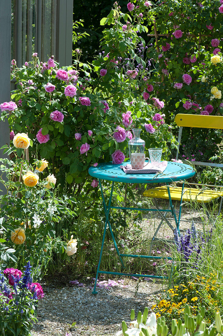 Small Sitting Area Next To Rose 'gertrude Jekyll'