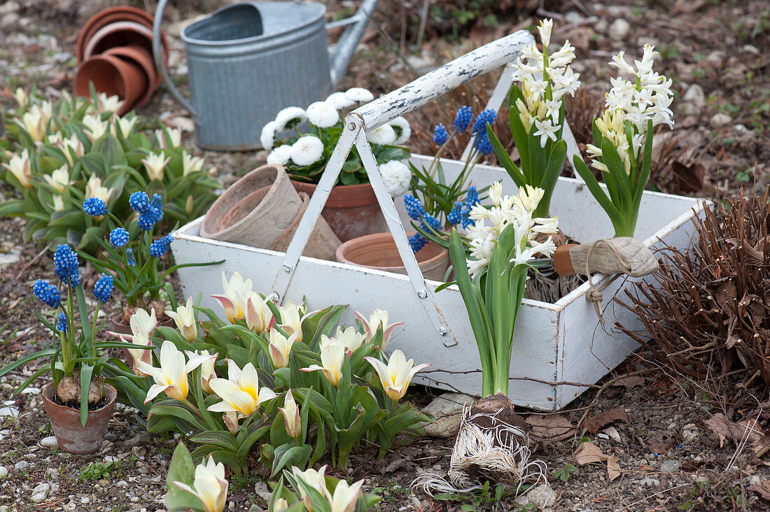 Put Hyacinths And Grape Hyacinths In The Tulip Bed