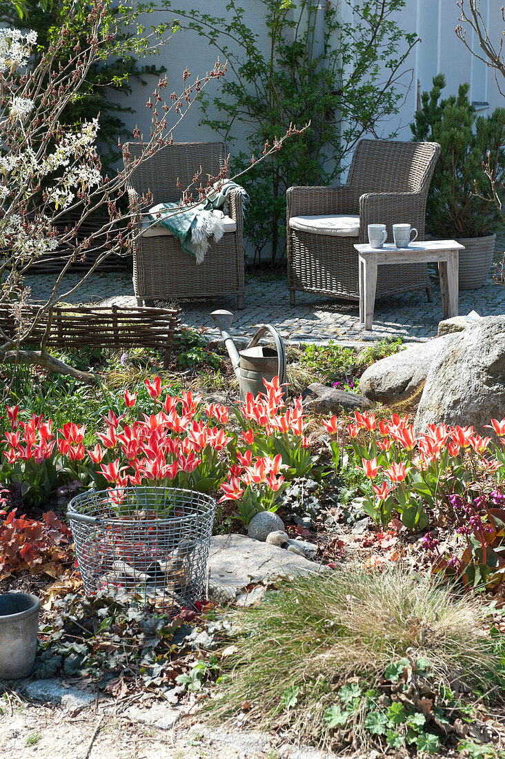 Frühlingsbeet mit Tulpen  'Czaar Peter'