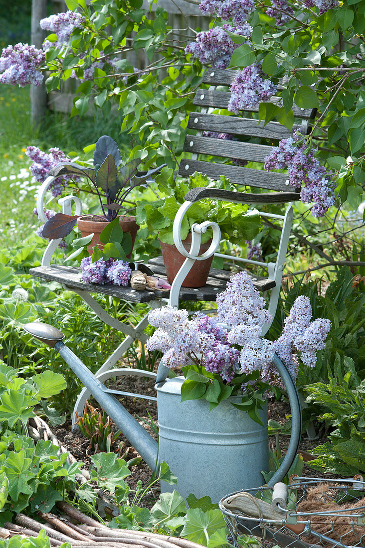 Seating On The Lilac Bush