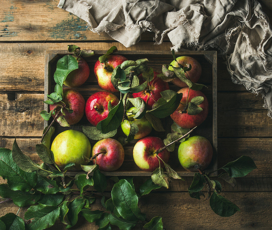 Seasonal garden harvest colorful apples with green leaves in wooden tray over rustic wooden background