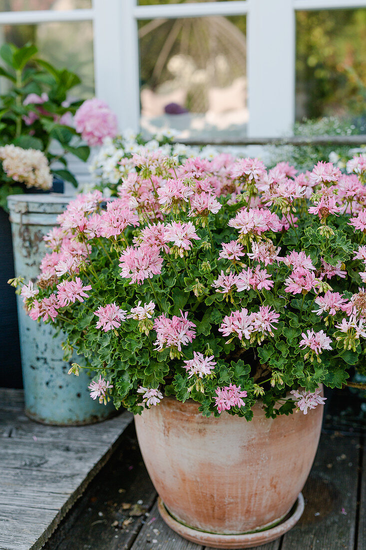 Geranium 'pagoda'