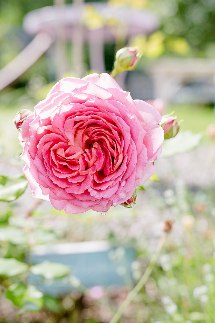 English Rose 'jubilee Celebration'