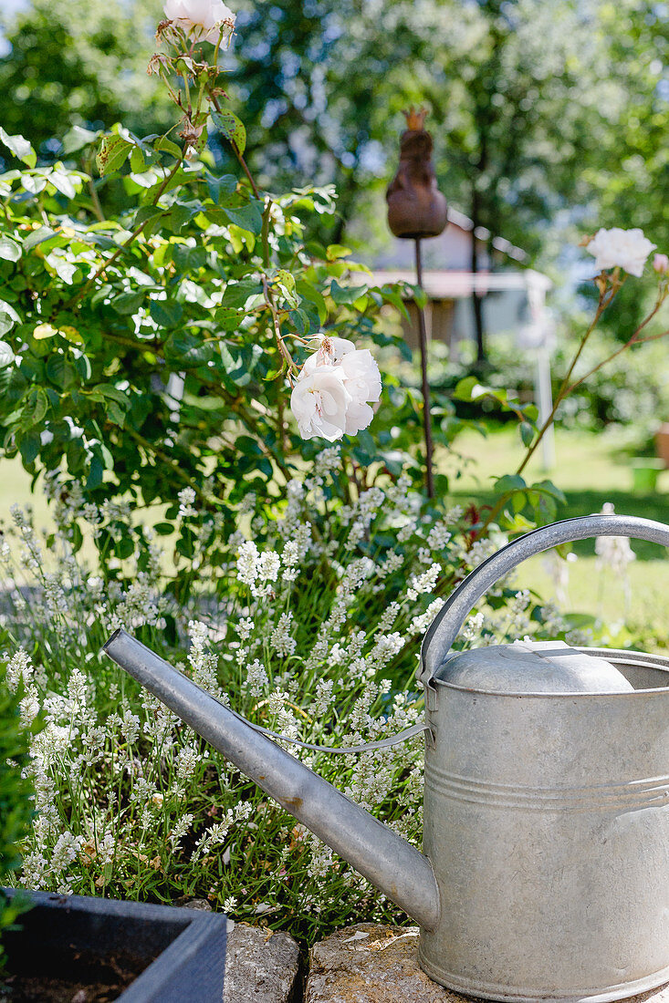 White Lavender And Rose 'the Generous Gardener' Next To Watering Can