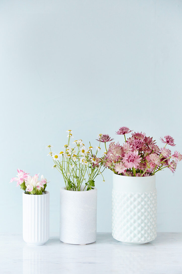 Three white vases of pinks, chamomile and astrantias