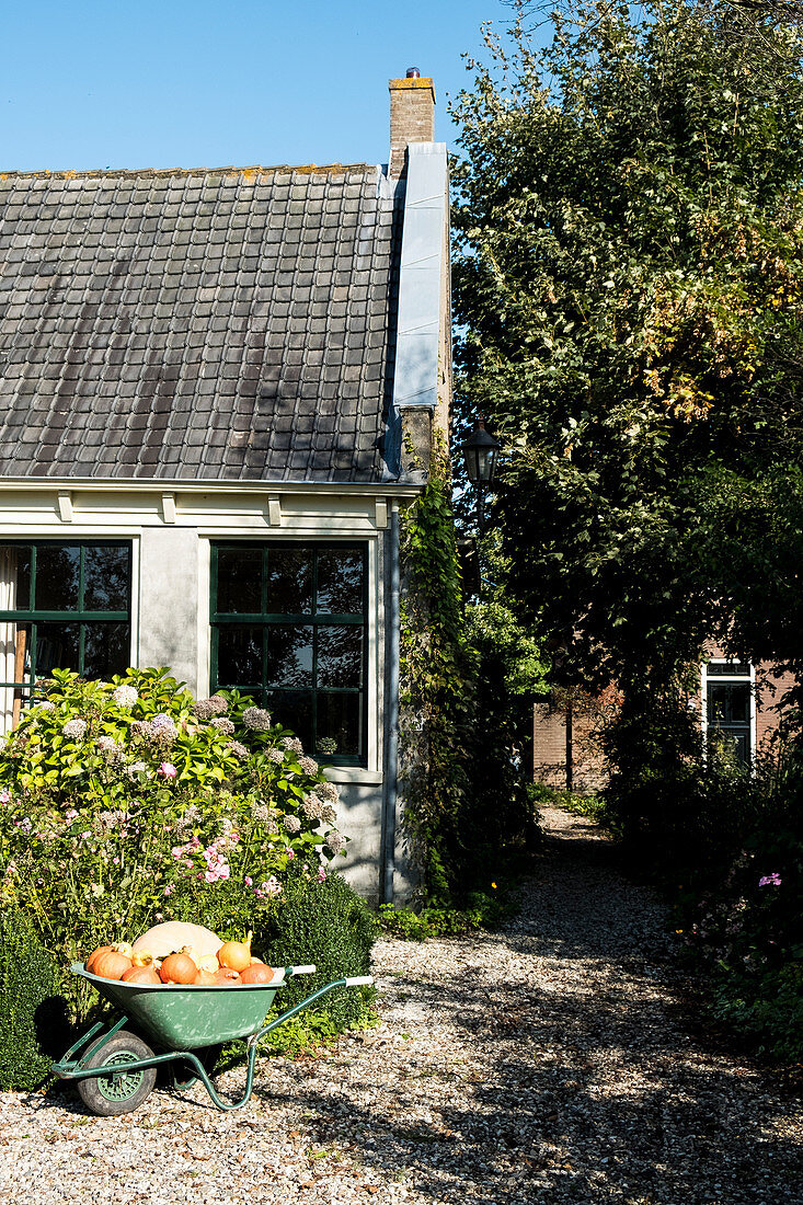 Pumpkins in wheelbarrow on garden path outside barn