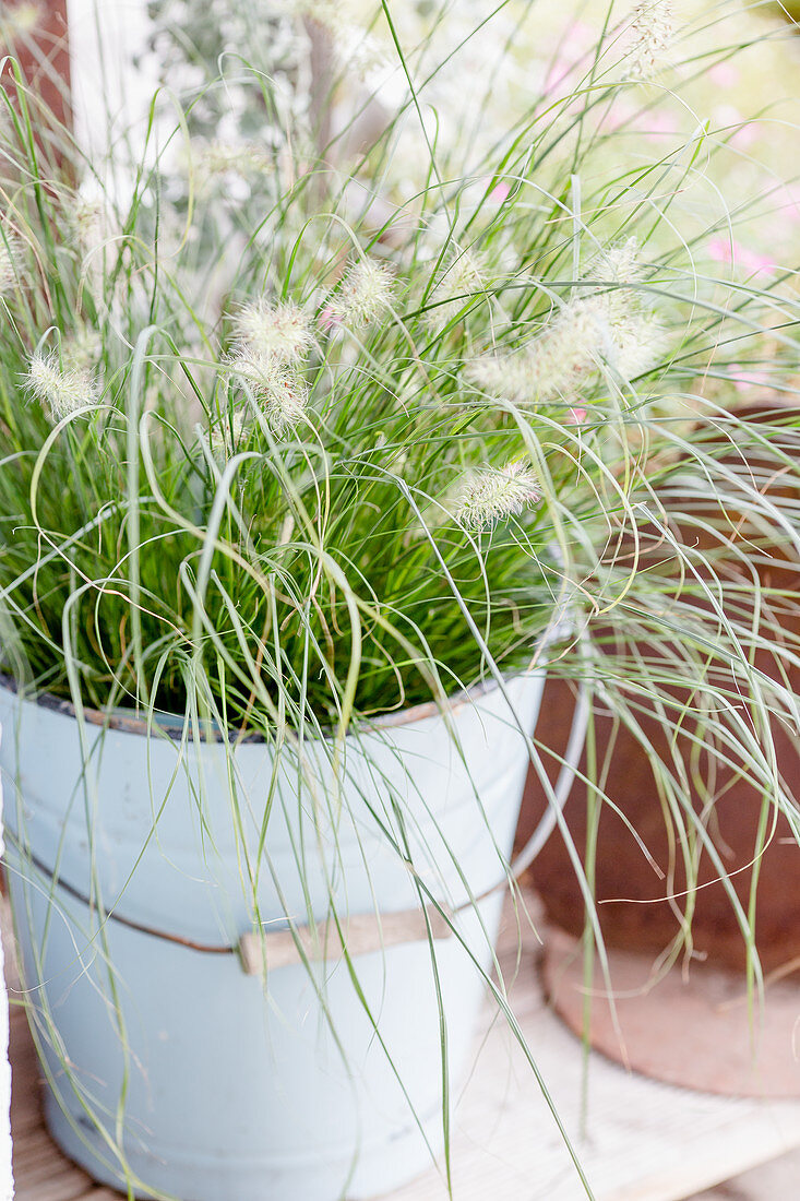 Small Feathered Grass Grass 'little Bunny' In The Bucket