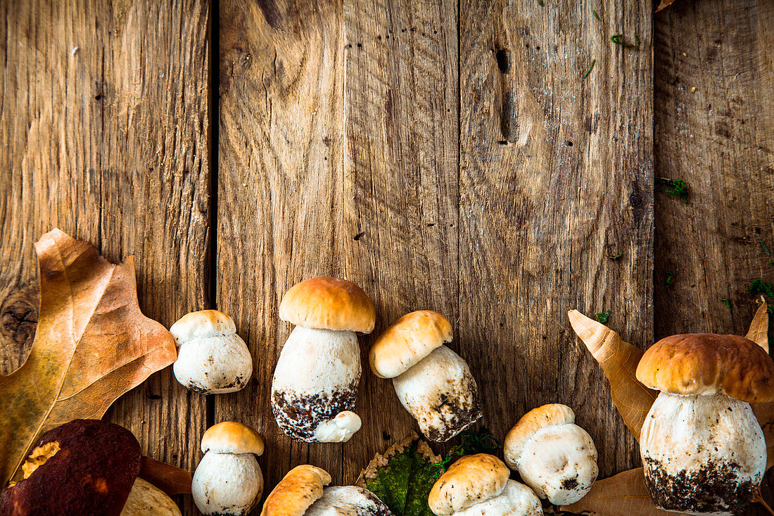 Frische Steinpiize mit Laub und Moos auf Holzuntergrund