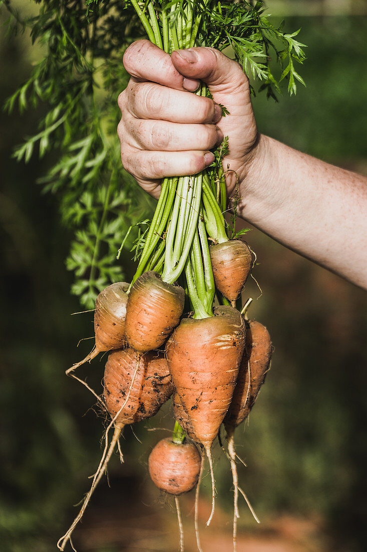 A hand holding a bundle of carrots