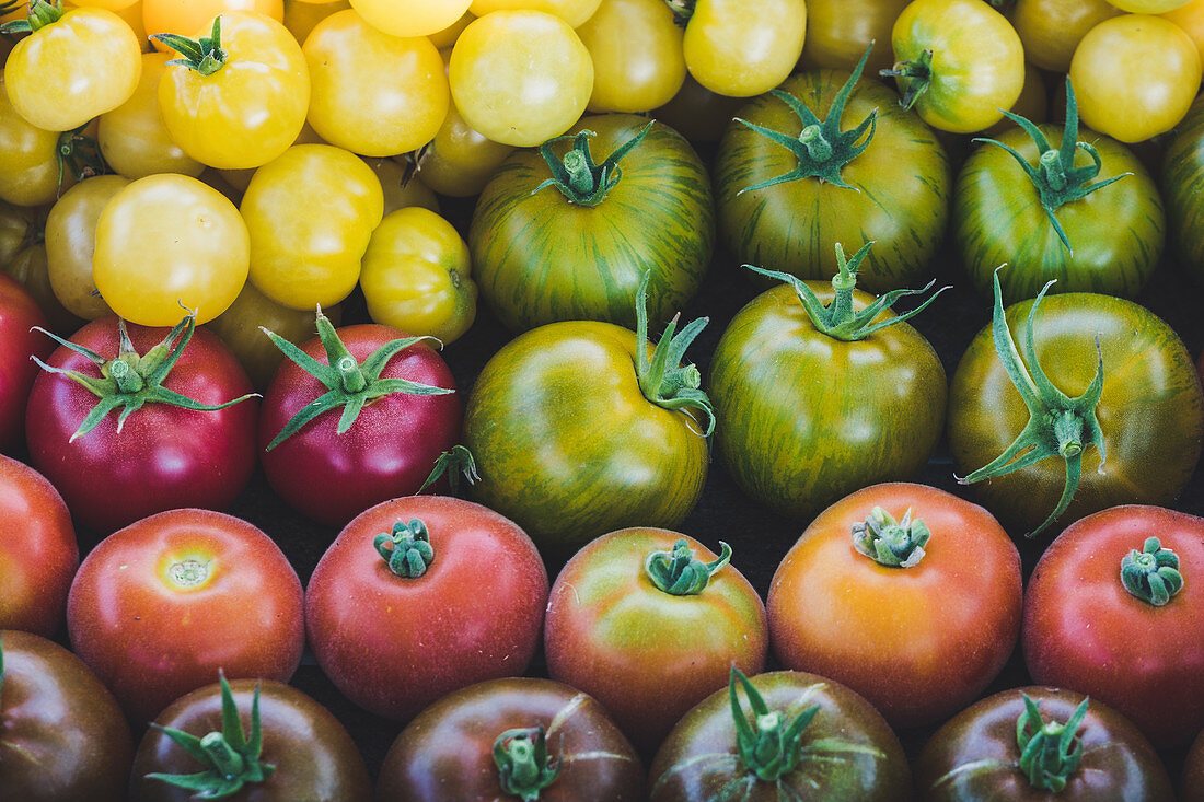 Frisch geerntete Tomaten, Sorten: roter Pfirsich, Green Zebra, Schlesische Himbeere, Zitronentraube