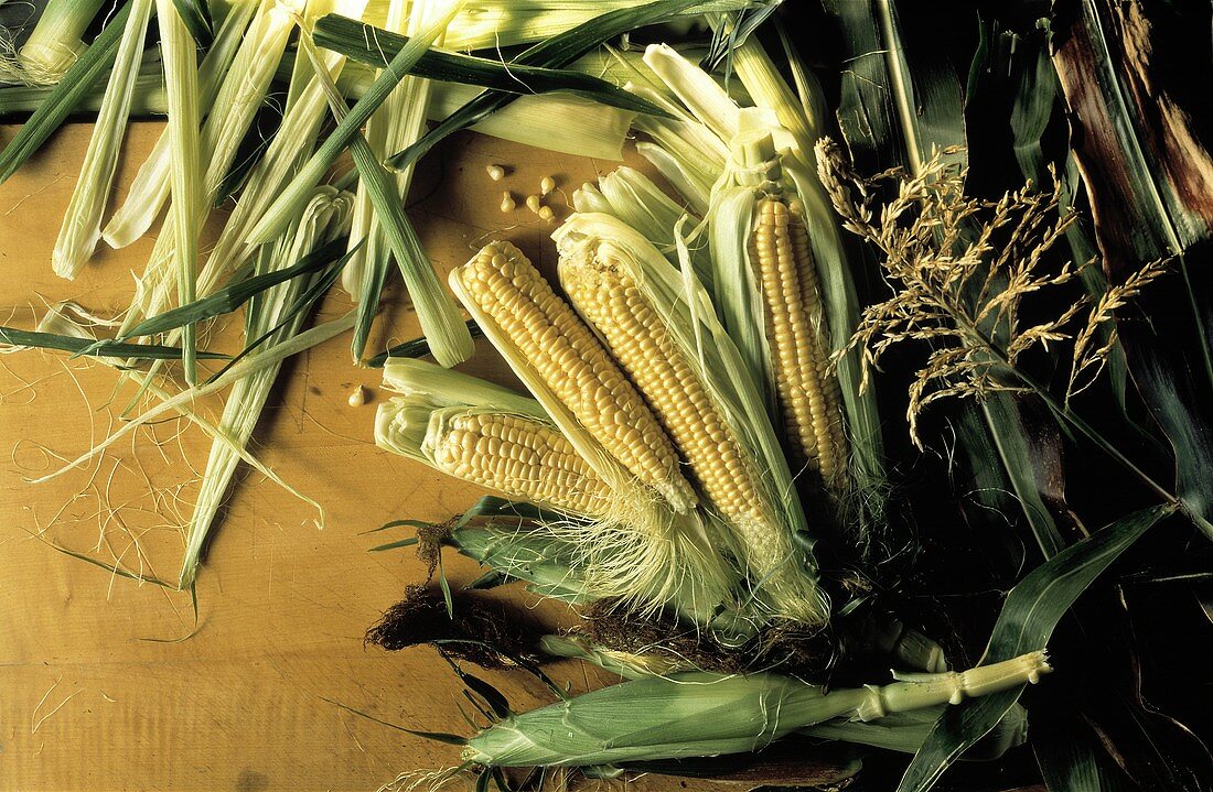 Several Ears of Corn with Corn Husks