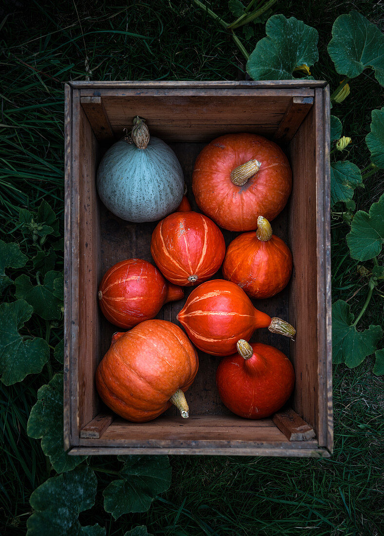 Various pumpkin in a wooden box