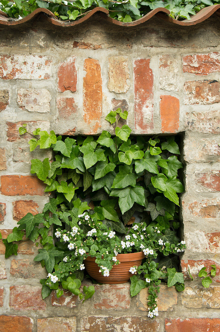 Plants in niche in wall