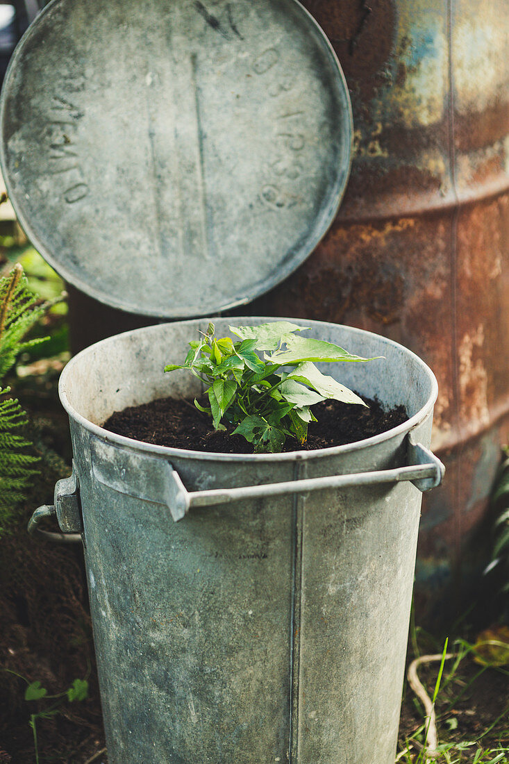 Old Garbage Bin Planted With Sweet Potato