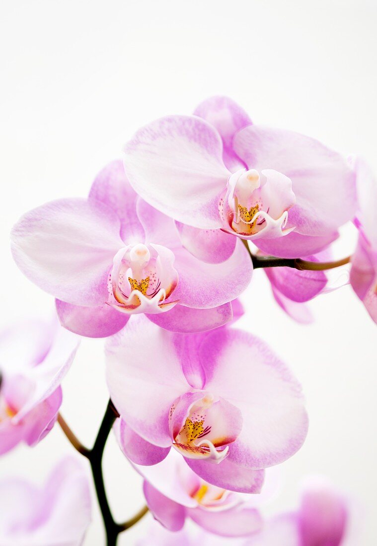 Orchid (Phalaenopsis Wen Ming Rainbow 'Fantastic')
