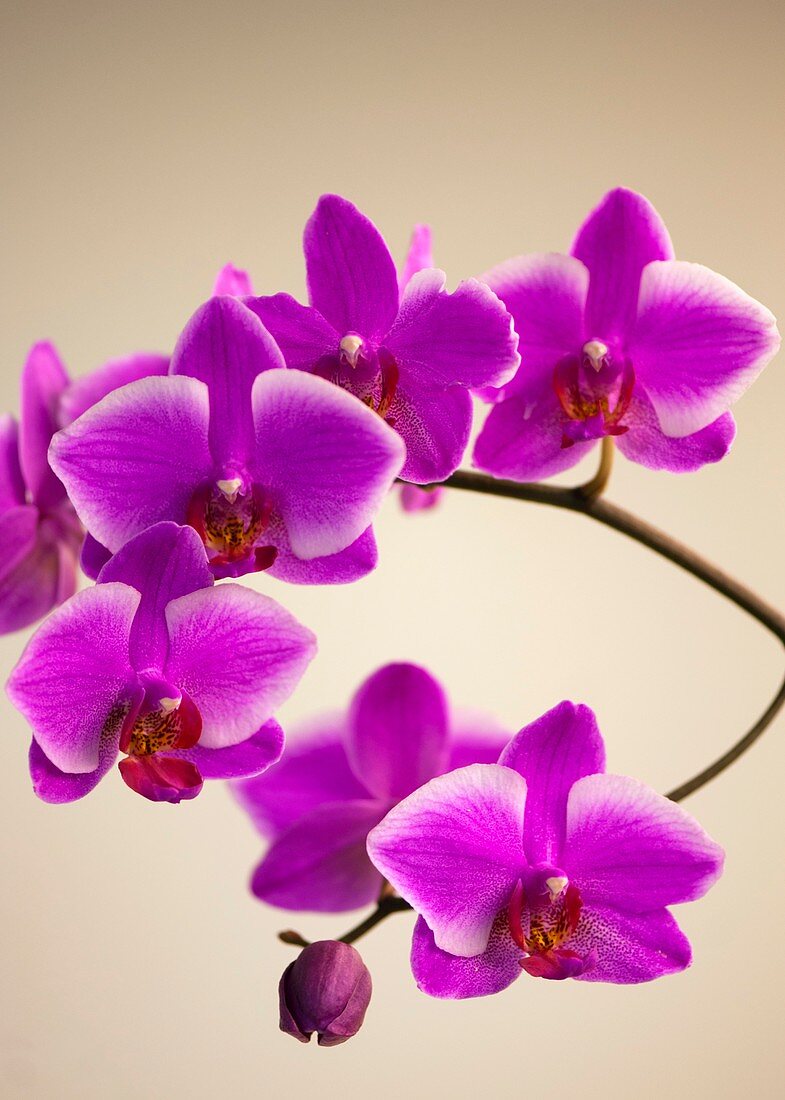 Orchid (Phalaenopsis Hybridizer's Dream Carmela)