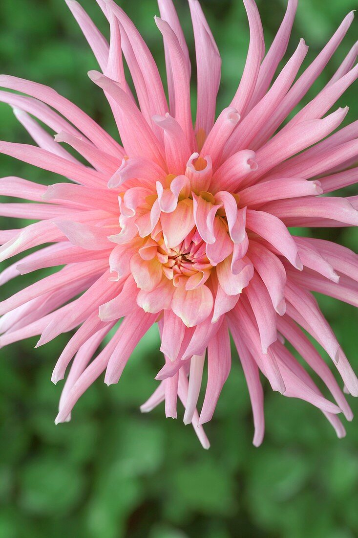 Dahlia 'Park Princess'