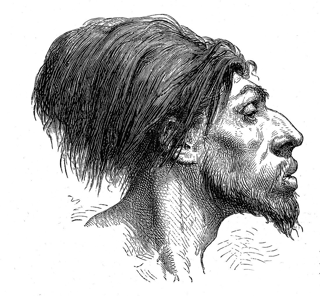 Fossil head reconstruction, 19th century