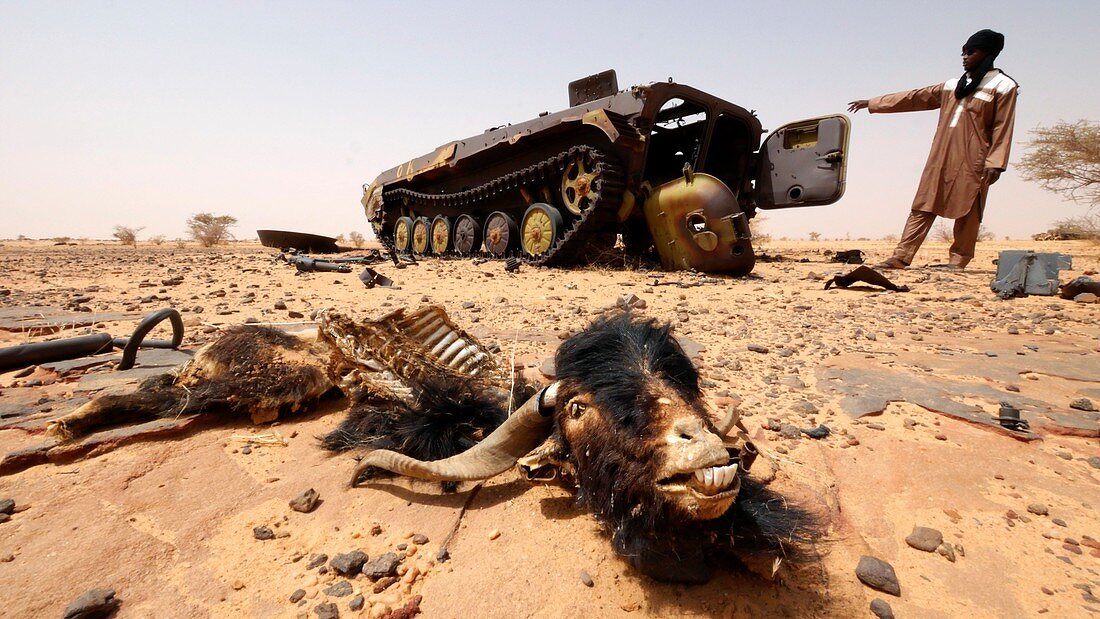 Abandoned tank and dead animal, Sahara Desert