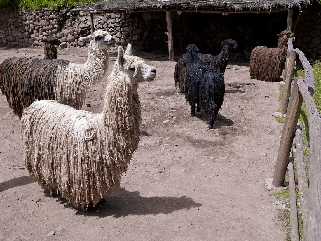 Alpaca farm, Peru
