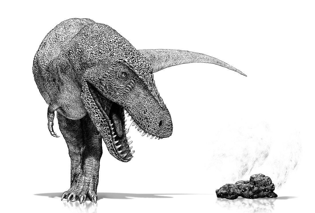 Tyrannosaurus rex and coprolite, illustration