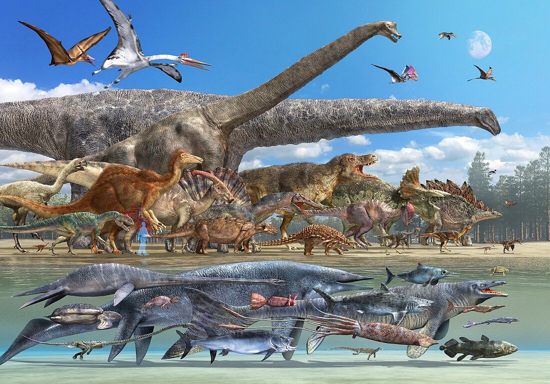 Dinosaur sizes, illustration