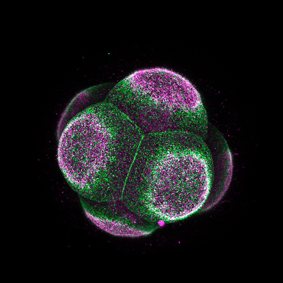 Eight-cell mouse embryo, light micrograph