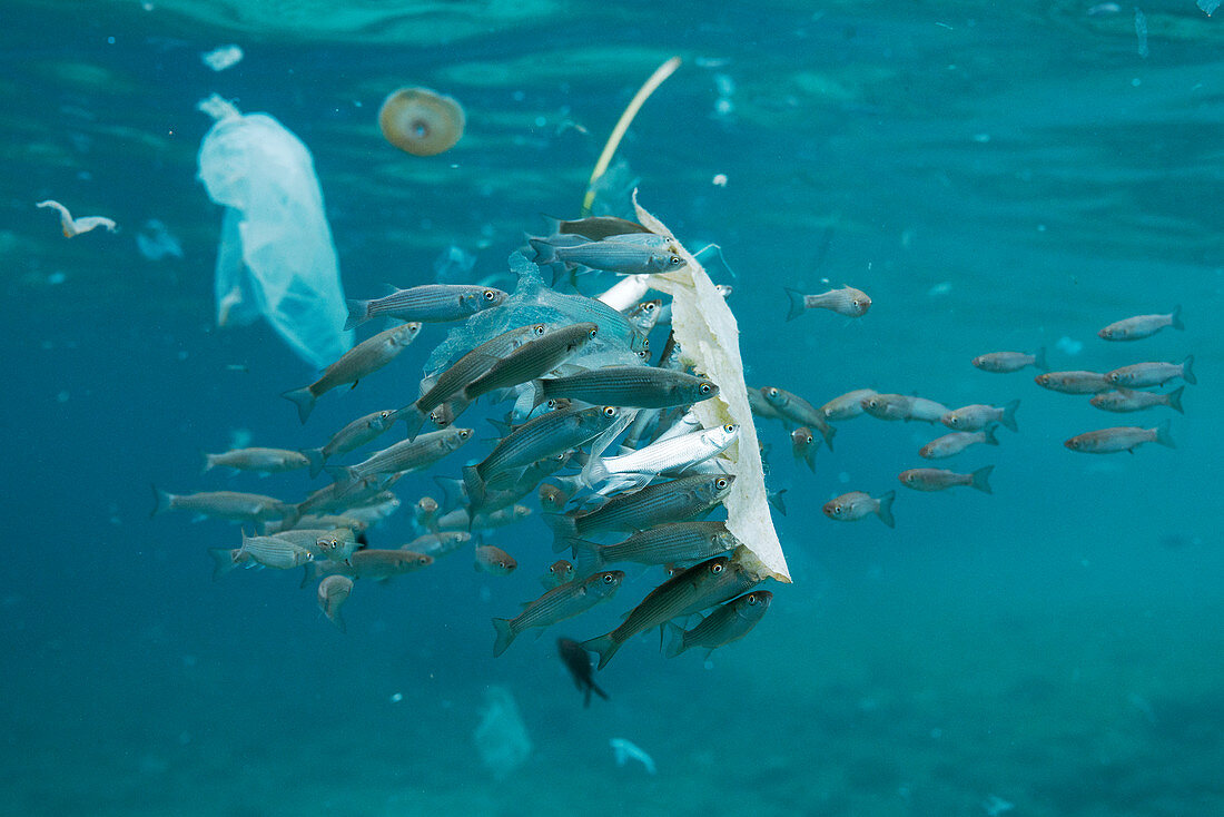 Fish with plastic waste floating in the sea