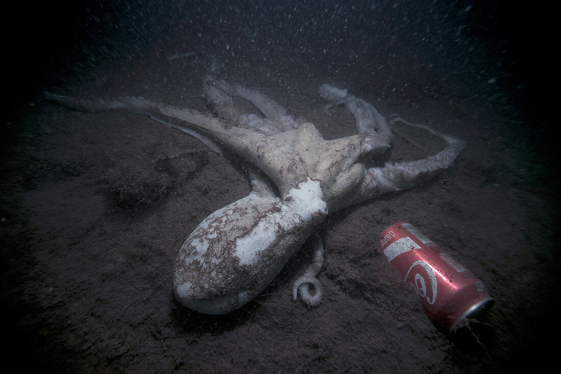 Octopus by discarded drinks can