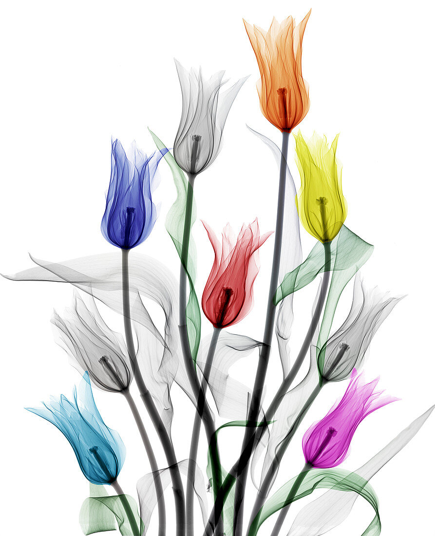 Lily-flowered tulips, X-ray