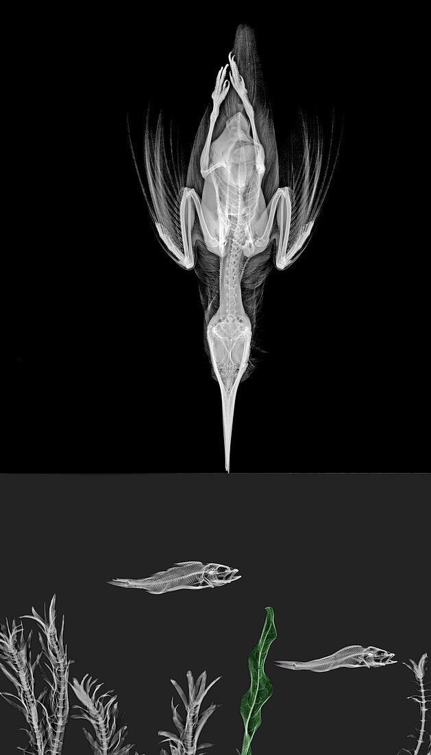 Kingfisher diving, X-ray