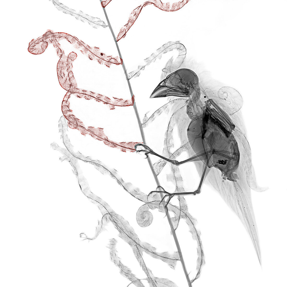 Greenfinch perched on a plant, X-ray