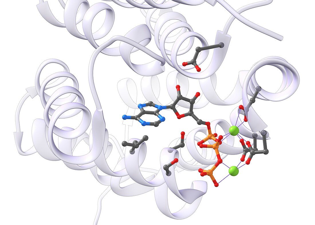 ATP molecule in an enzyme's active site, illustration