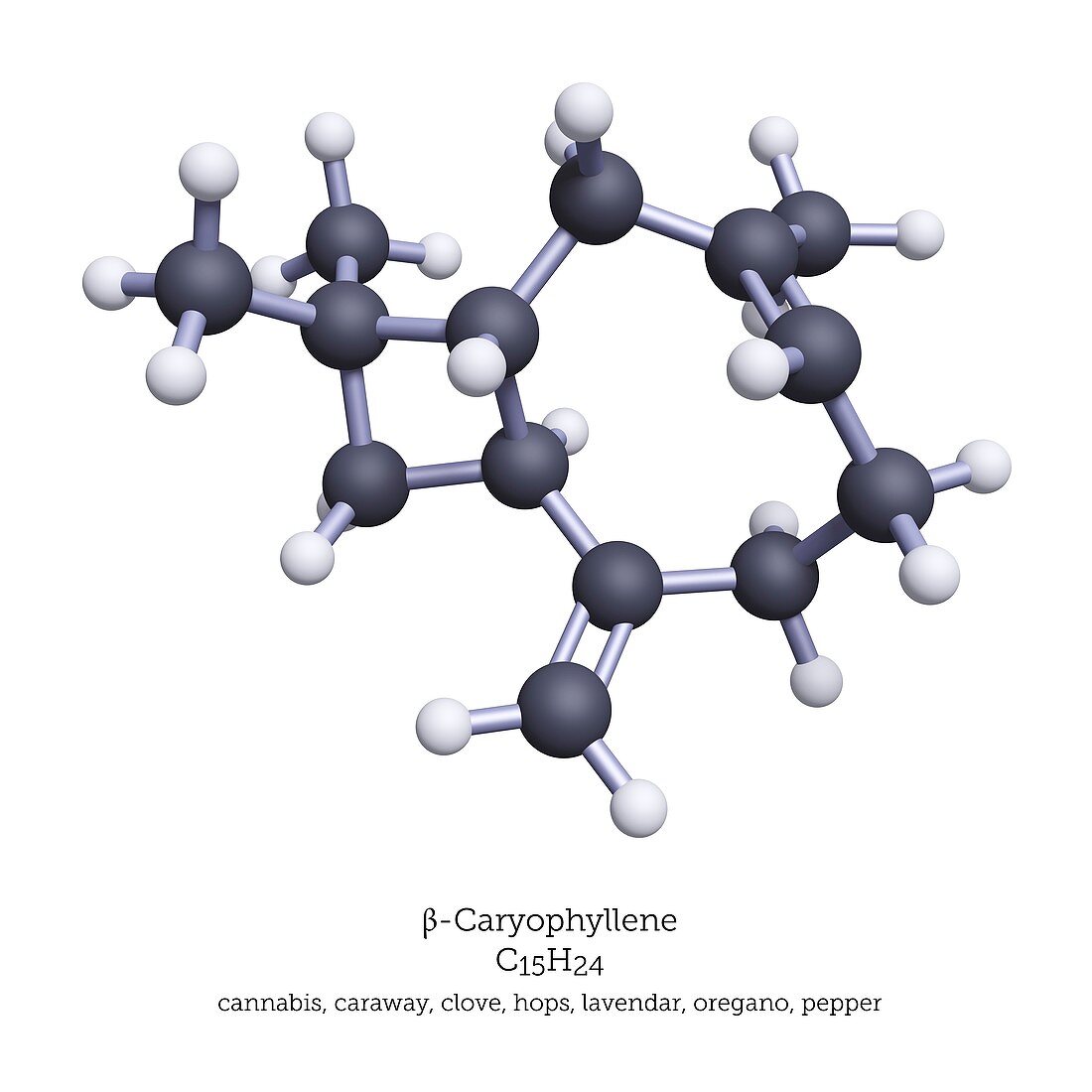 Beta-caryophyllene terpene molecule