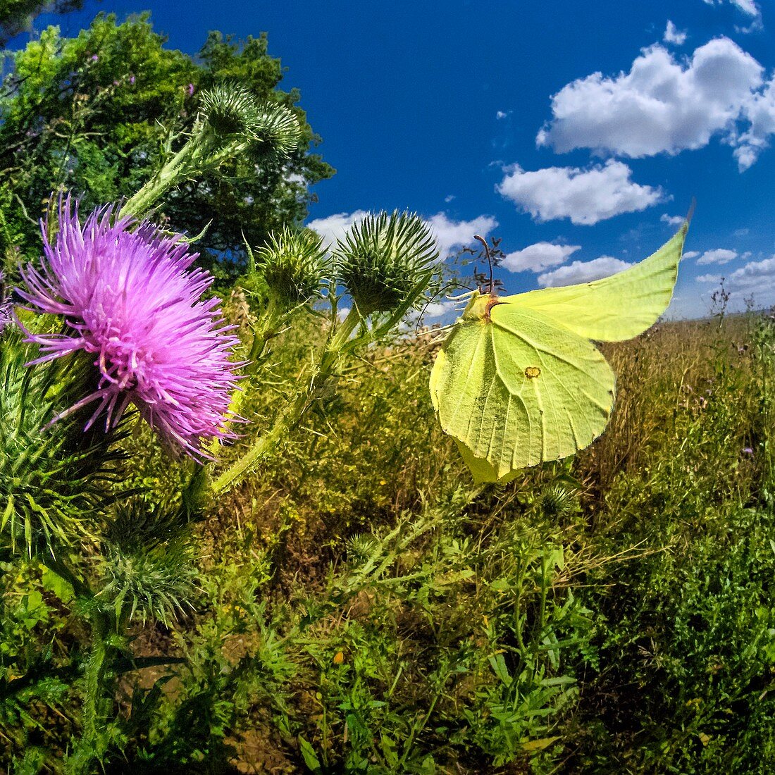 Brimstone butterfly, high-speed fish-eye lens image