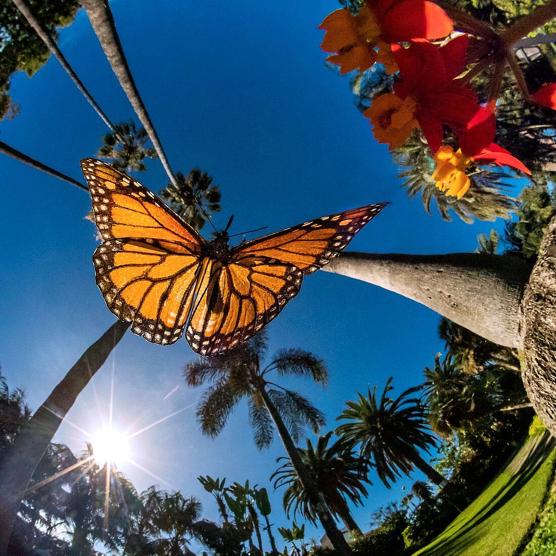 Monarch butterfly, high-speed fish-eye lens image