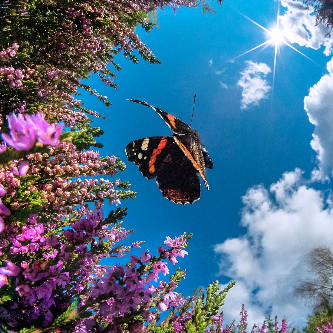 Red Admiral butterfly, high-speed fish-eye lens image