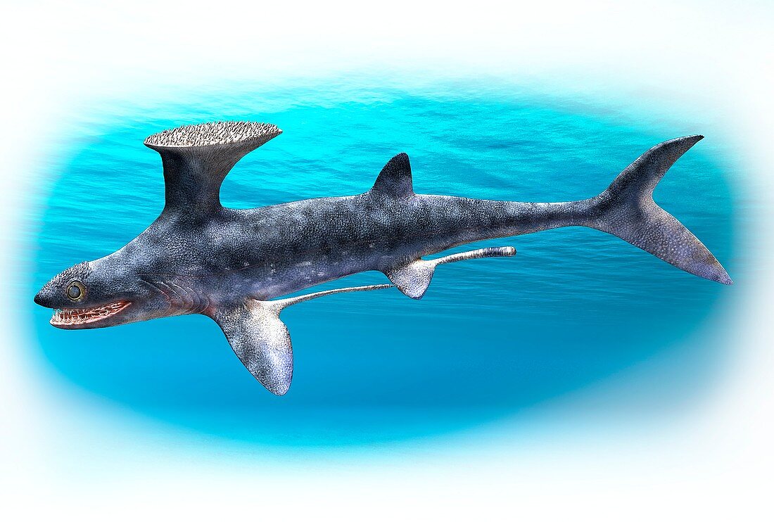 Akmonistion ghost shark, illustration