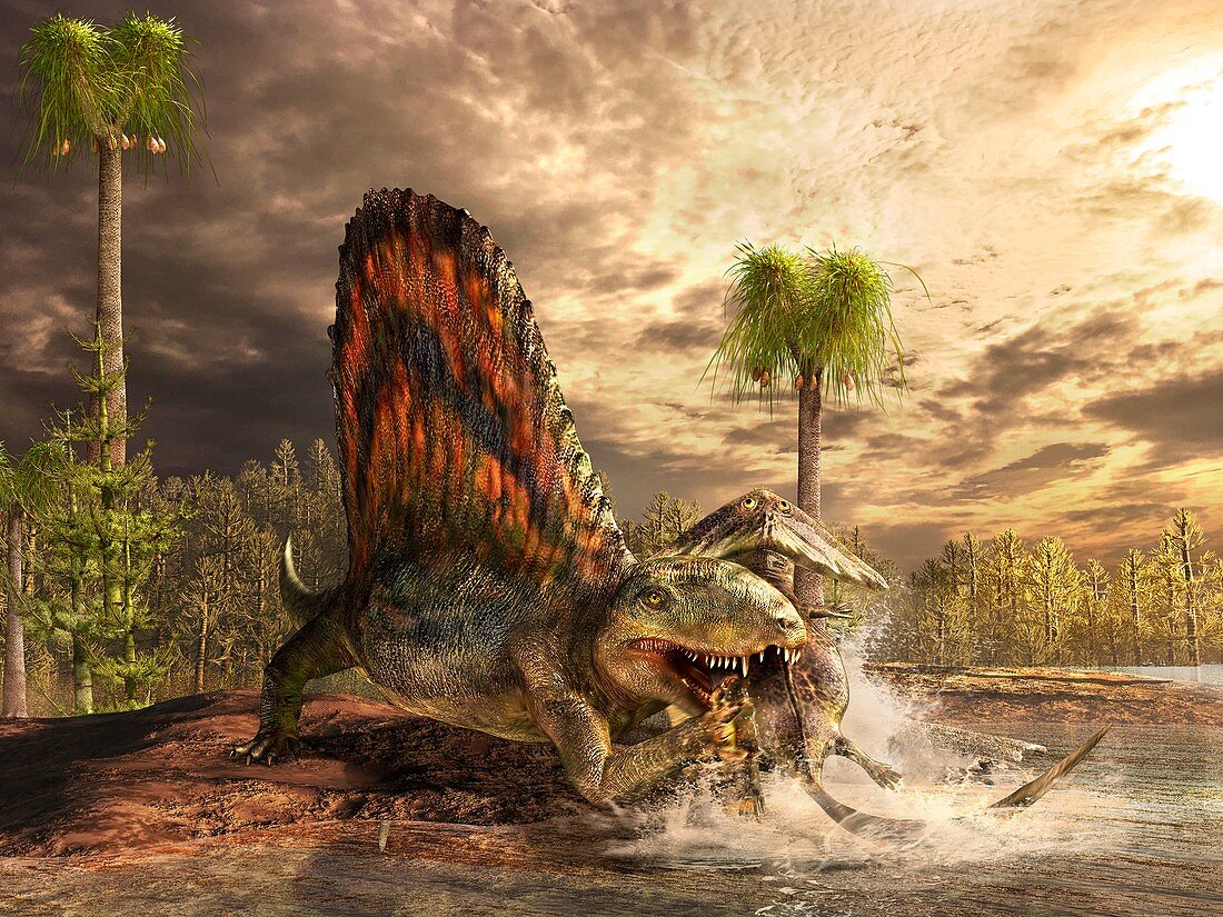 Dimetrodon catching its prey, illustration