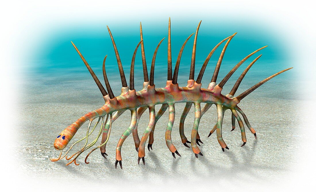 Ilustración del invertebrado Hallucigenia sparsa en un fondo marino.