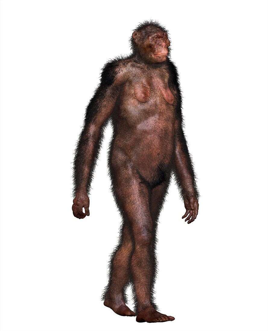 Australopithecine Lucy, illustration