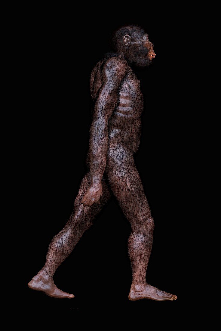 Australopithecus africanus, illustration