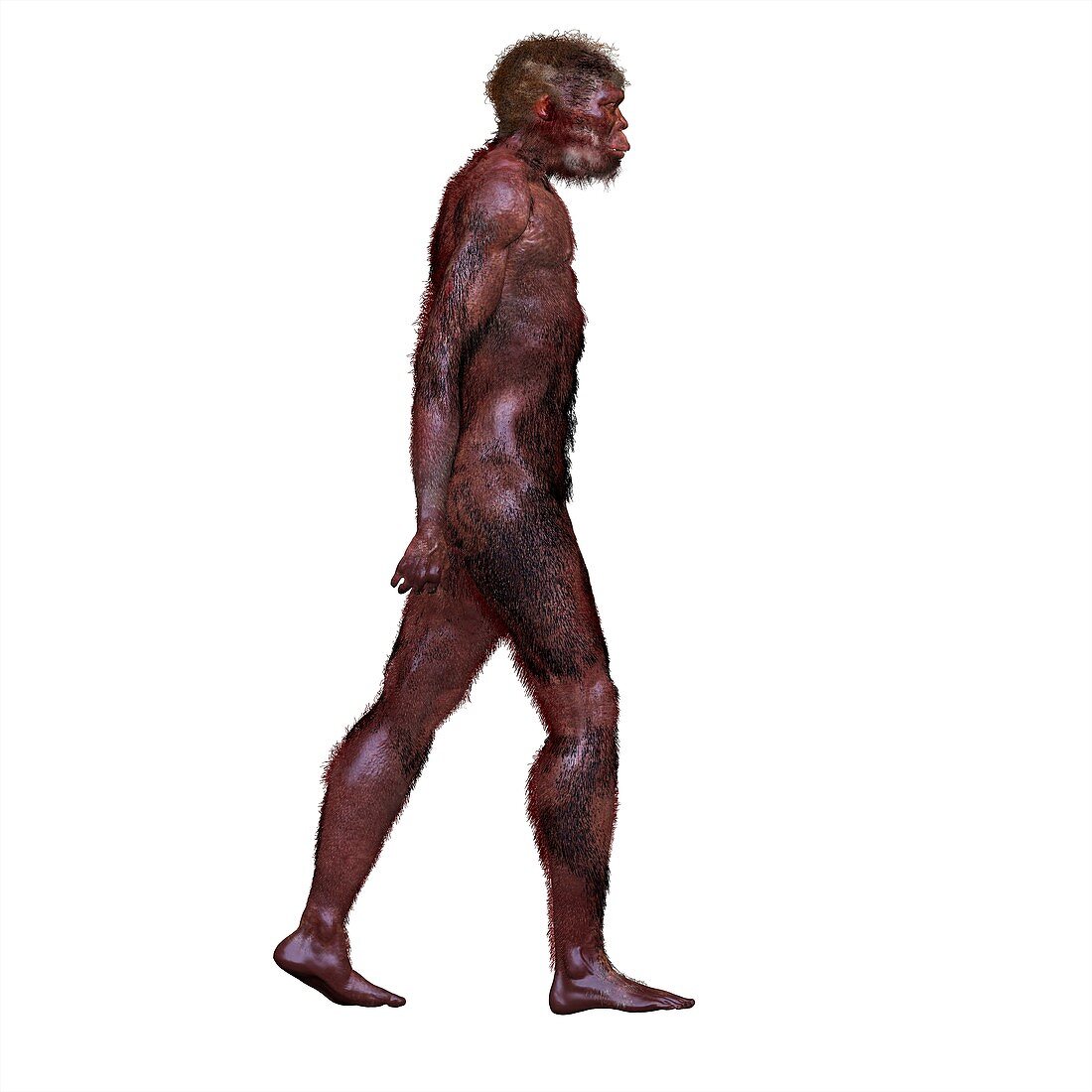 Homo ergaster, illustration